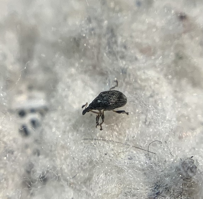 Nanophyes marmoratus - simacombú füzényormányos