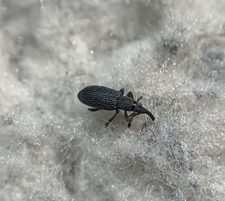 Ceratapion armatum - imola-cickányormányos Ceratapion armatum - imola-cickányormányos