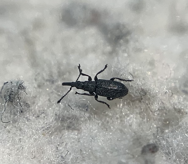 Ceratapion armatum - imola-cickányormányos Ceratapion armatum - imola-cickányormányos