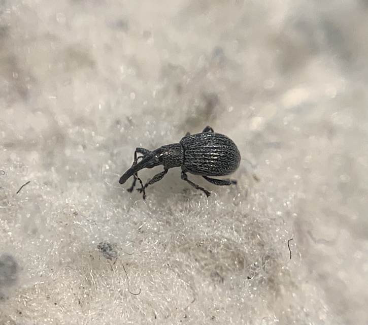Holotrichapion ononis - szakállas cickányormányos