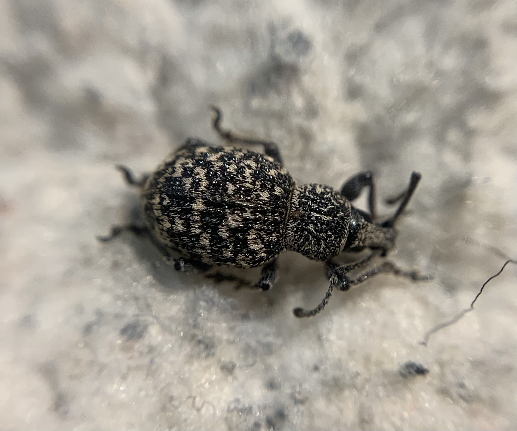 Otiorhynchus chrysostictus - hintett gyalogormányos
