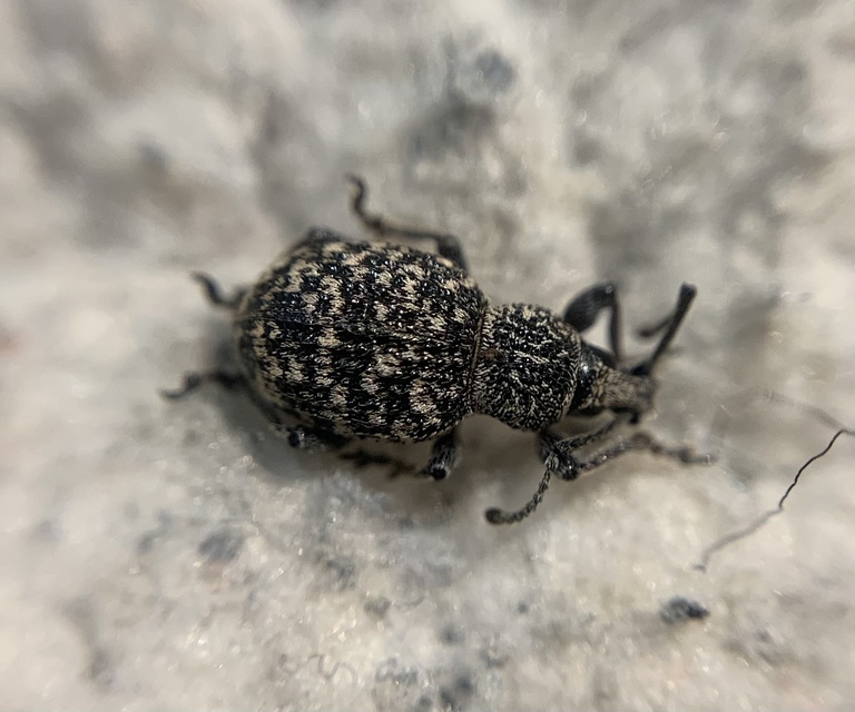 Otiorhynchus chrysostictus - hintett gyalogormányos