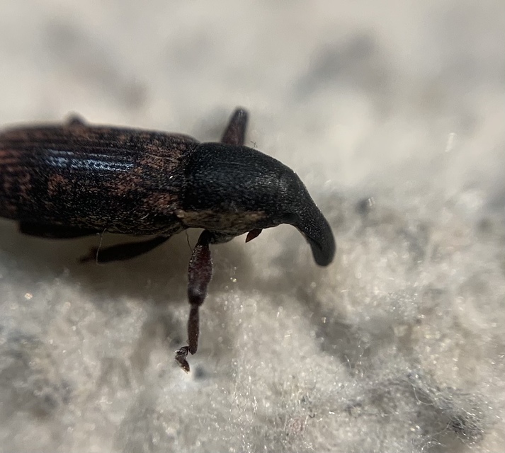 Lixus cinerascens - hamvas dudvabarkó