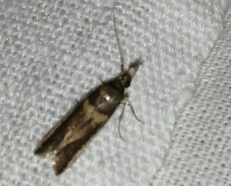 Etiella zinckenella - akácmoly