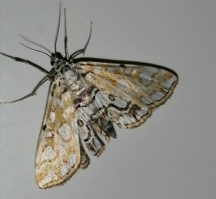 Elophila nymphaeata - tarka vízimoly