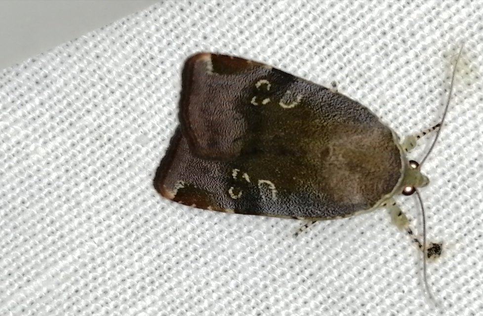 Noctua janthe/janthina