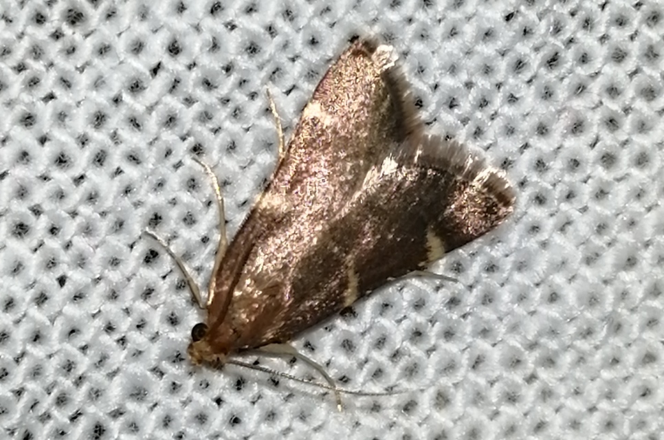 Pyralis perversalis - pusztai fényilonca