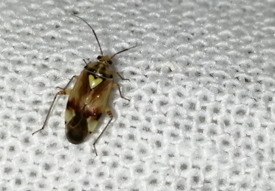 Lygus pratensis - változó mezeipoloska