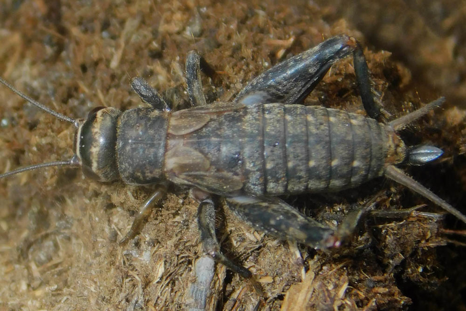 Modicogryllus