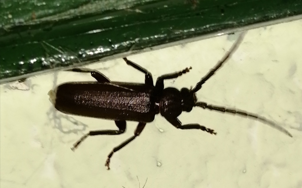 Arhopalus rusticus - gödrösnyakú cincér