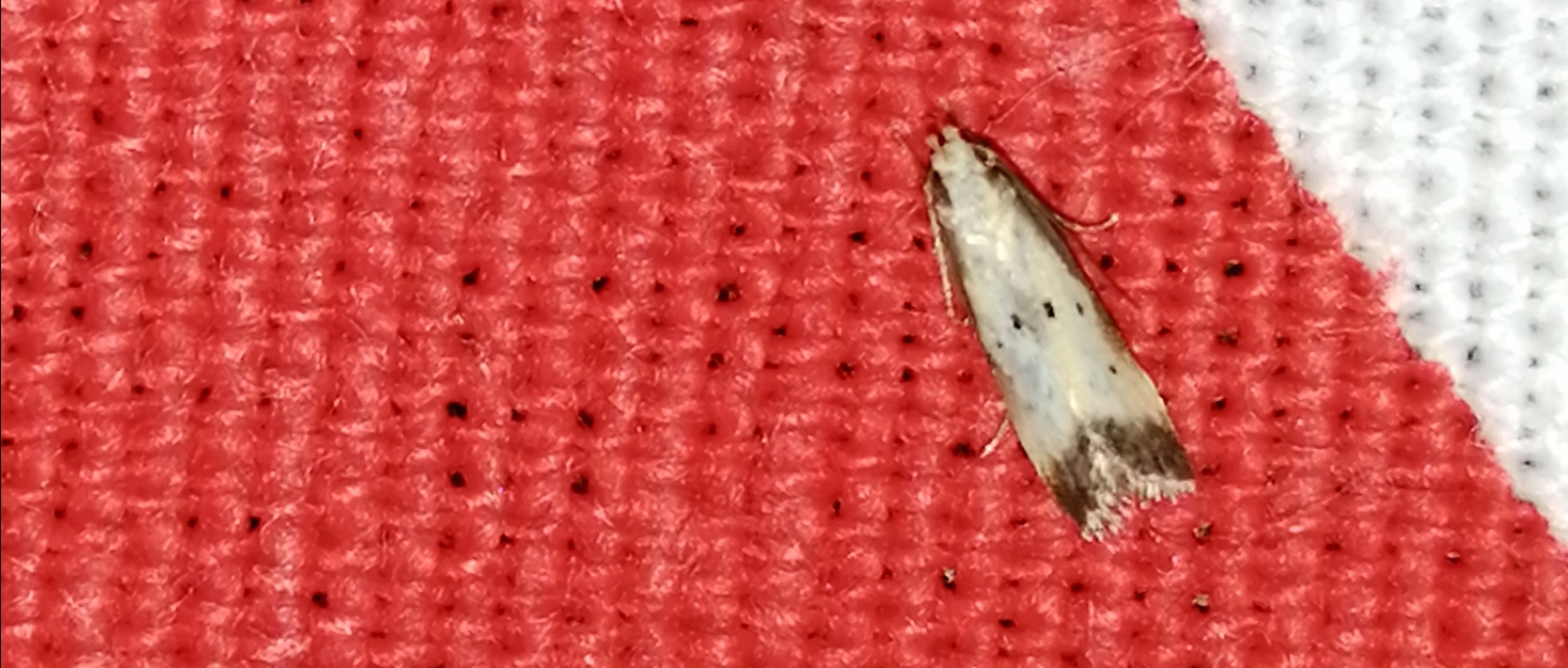 Brachmia dimidiella - citromkocsord-lápimoly