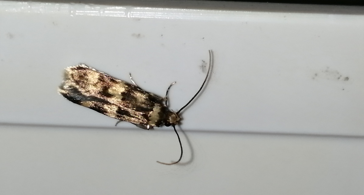 Oegoconia