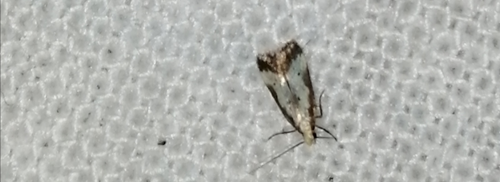 Brachmia dimidiella - citromkocsord-lápimoly