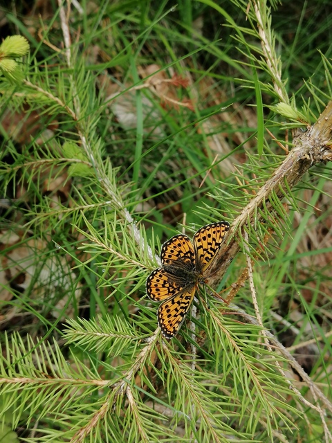 Boloria euphrosyne - árvácska-gyöngyházlepke