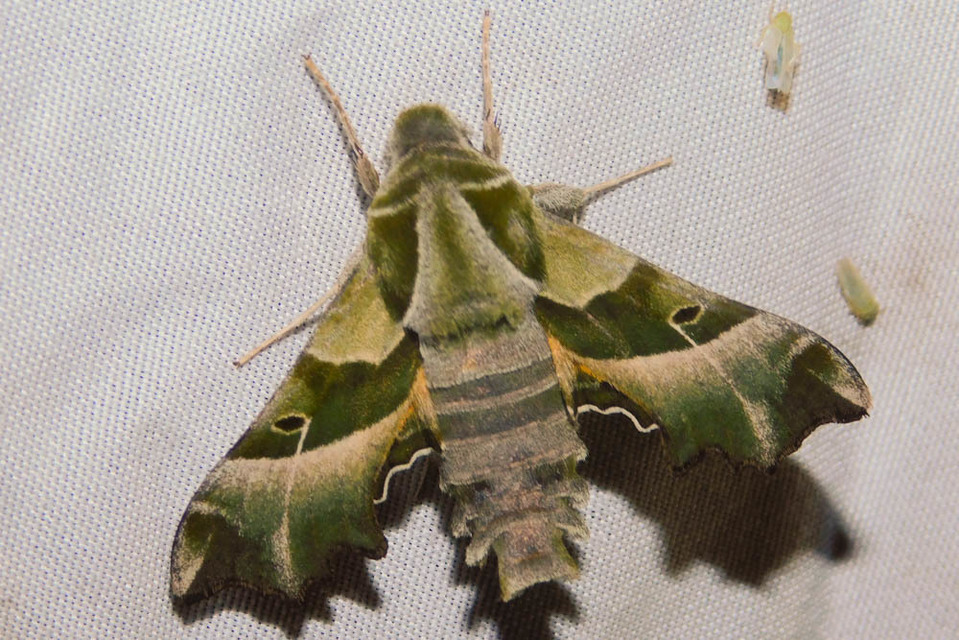 Proserpinus proserpina - törpeszender