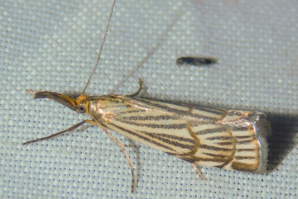 Chrysocramboides craterella - rácsos fűgyökérmoly