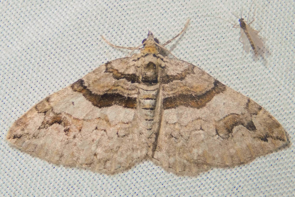 Pareulype berberata - sóskafa-tarkaaraszoló