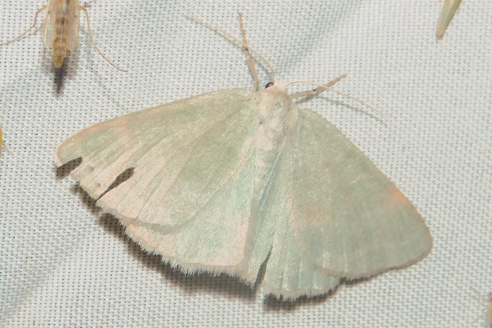 Pseudoterpna pruinata - hamvas zöldaraszoló
