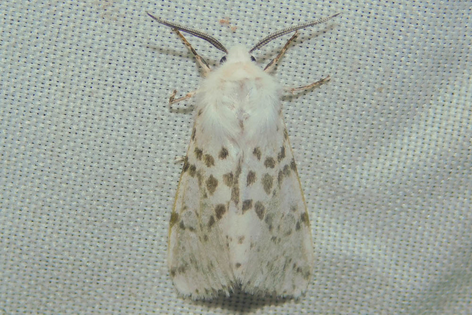 Hyphantria cunea - amerikai fehér medvelepke
