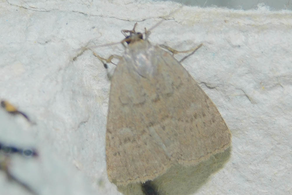Acosmetia caliginosa - imolabagoly