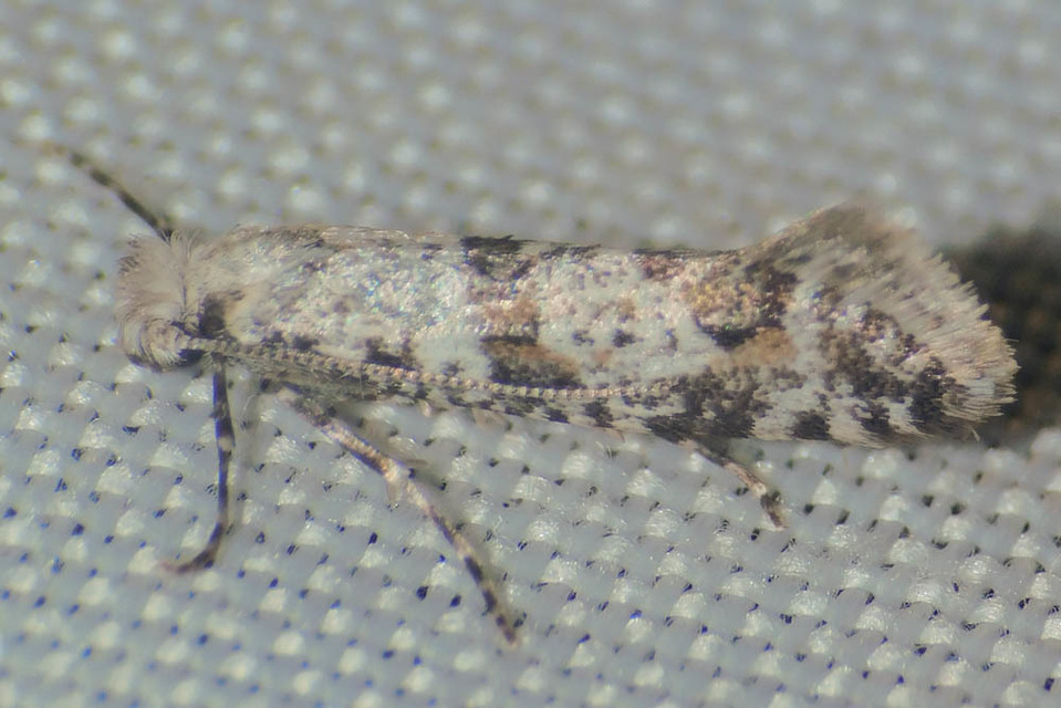 Scythropia crataegella - galagonya-pókhálósmoly