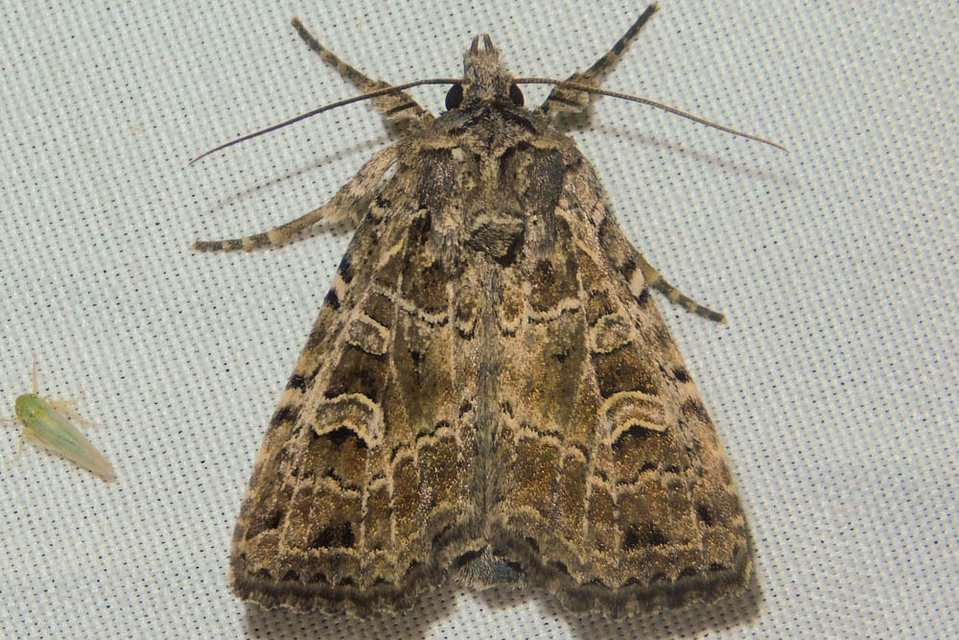 Naenia typica - hálózatos sóskabagoly