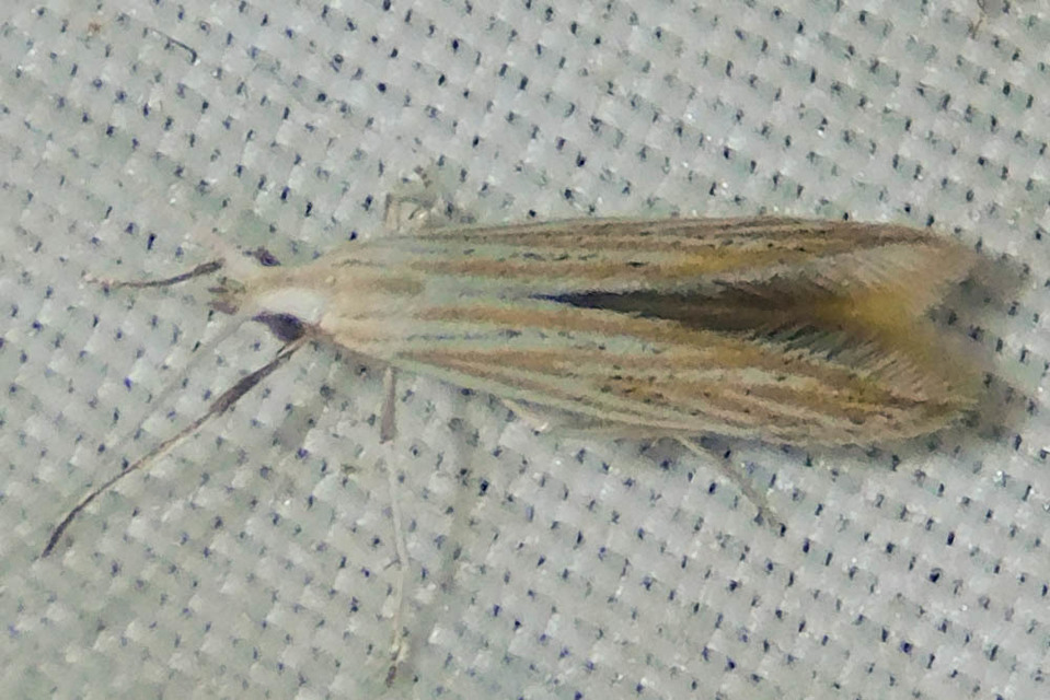 Coleophora