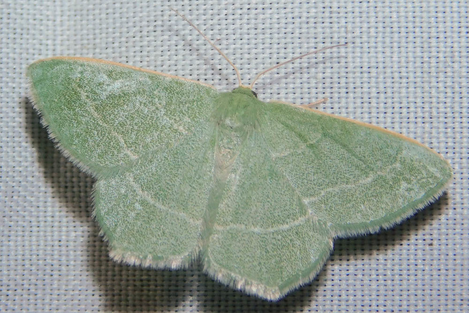 Chlorissa viridata - üdezöld araszoló