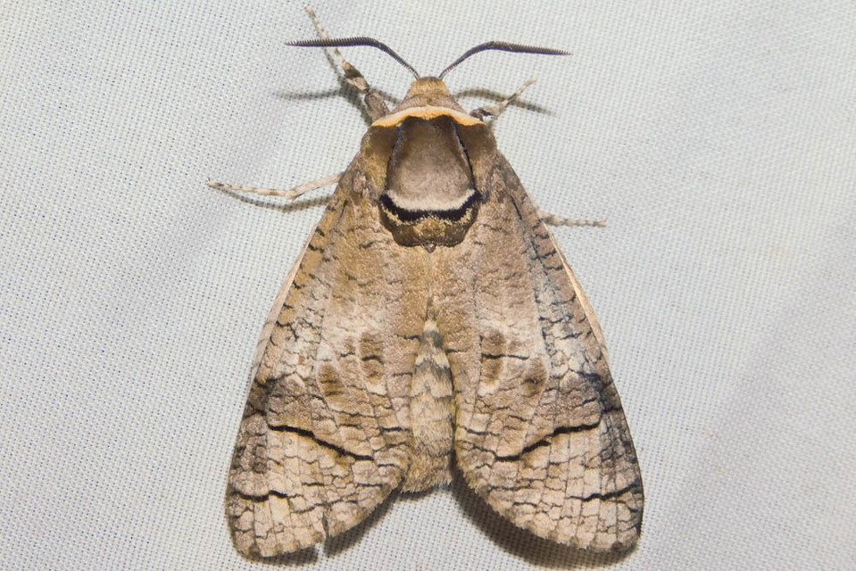 Cossus cossus - fűzfarontólepke