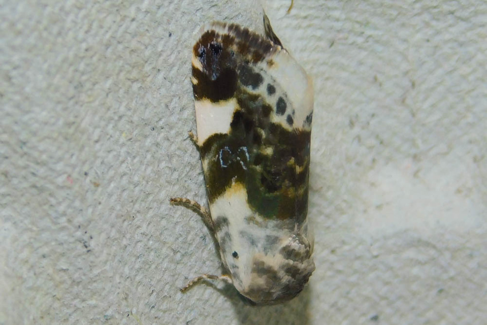 Acontia lucida - fehér nappalibagoly