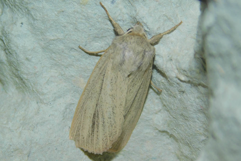 Mythimna pudorina - vörös rétibagoly