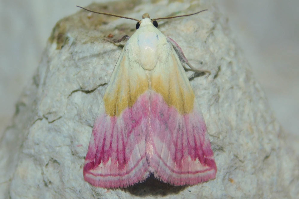 Eublemma purpurina - bíboros törpebagoly