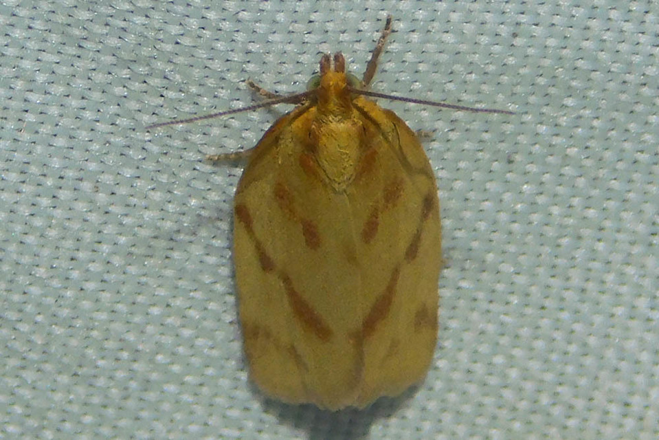 Clepsis pallidana - aranysárga sodrómoly