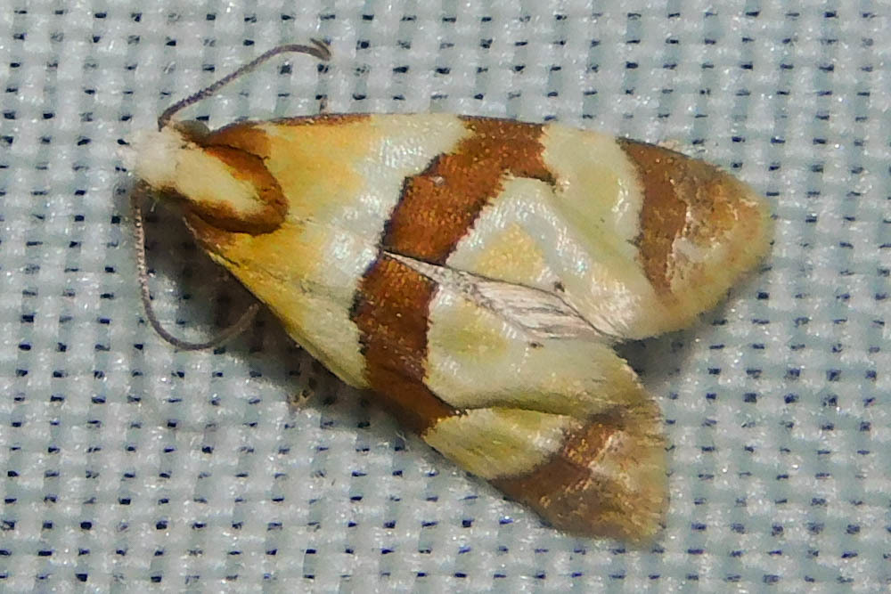 Phalonidia albipalpana - sóvirág-fúrómoly