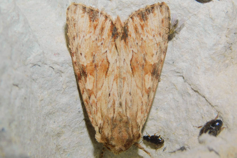 Apamea sublustris - sárgás dudvabagoly
