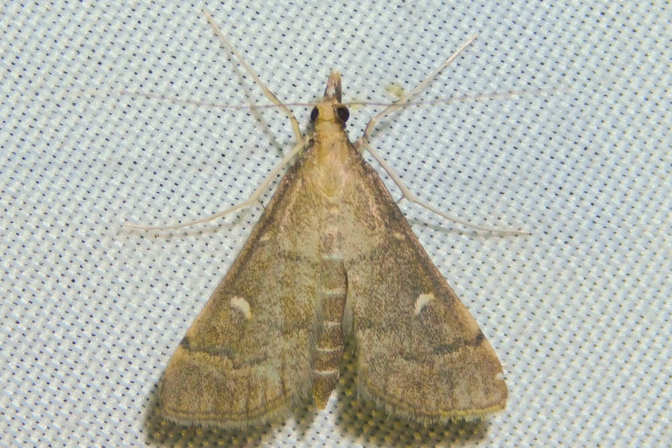 Dolicharthria punctalis - hosszúlábú tűzmoly