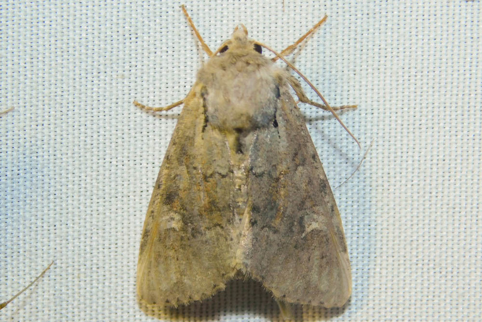 Apamea sordens - kalászrágó dudvabagoly Apamea sordens - kalászrágó dudvabagoly