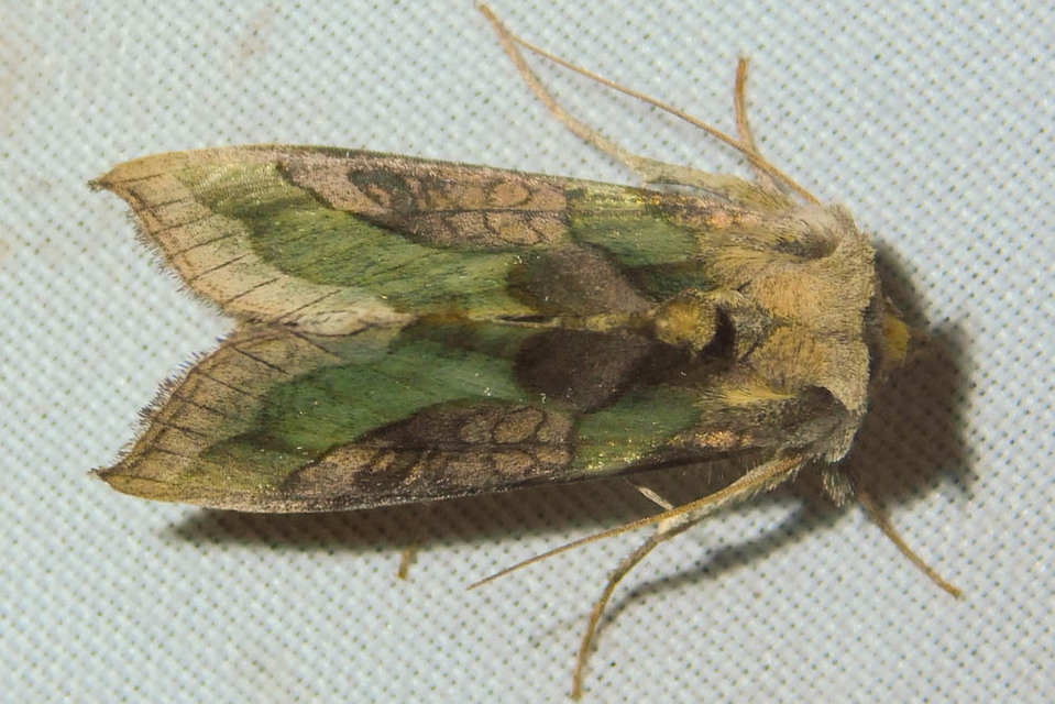Diachrysia chrysitis - aranybagoly