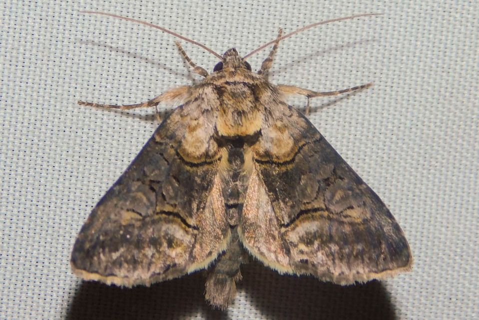 Abrostola asclepiadis - barnaövű csalánbagoly