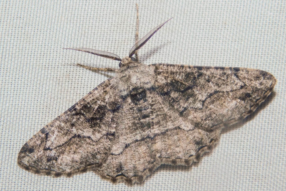 Synopsia sociaria - ürömaraszoló