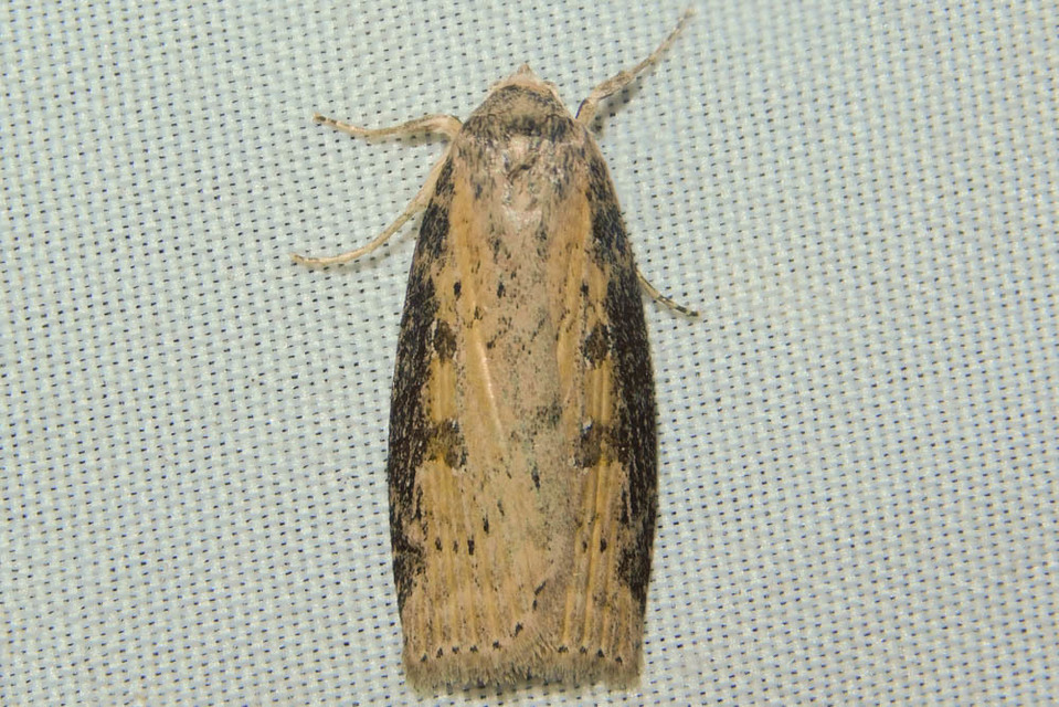 Chilodes maritima - négyfoltos nádibagoly