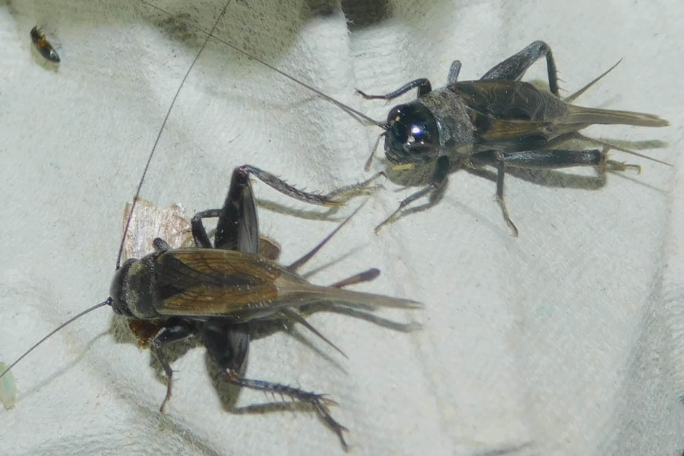 Eumodicogryllus bordigalensis - bordói tücsök