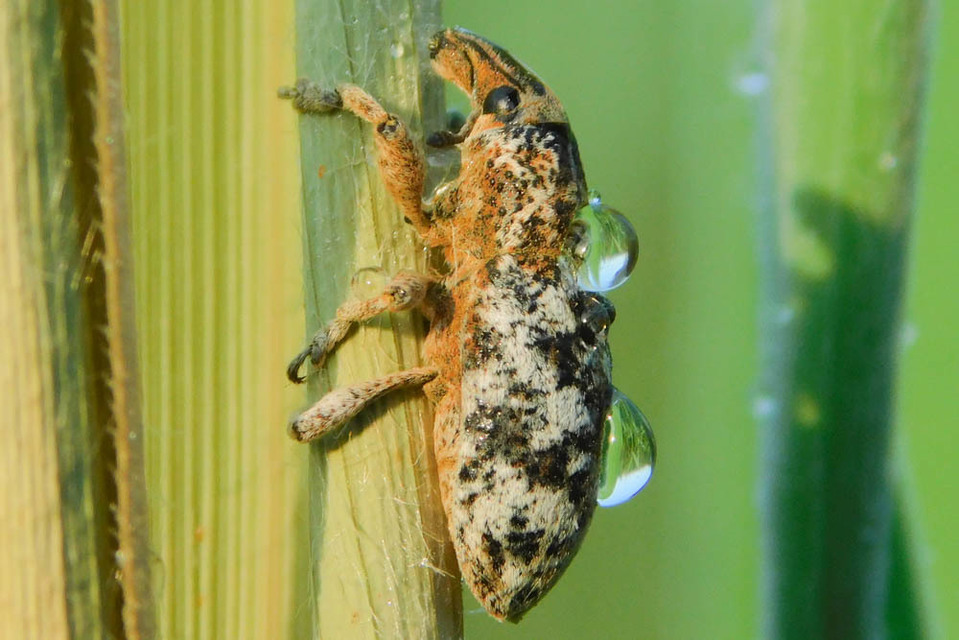 Cyphocleonus dealbatus - márványos barkó