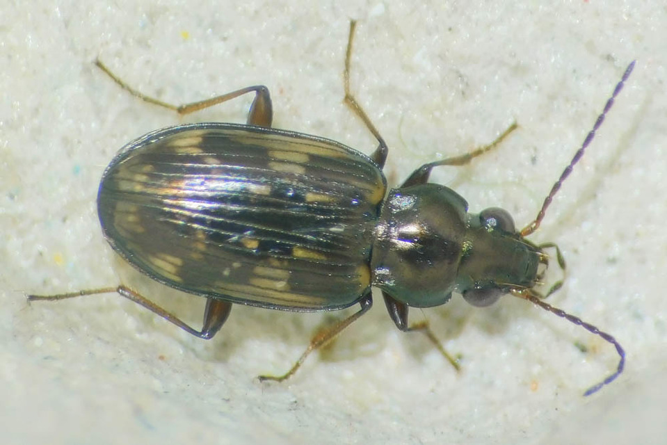 Bembidion varium - rajzos gyorsfutó