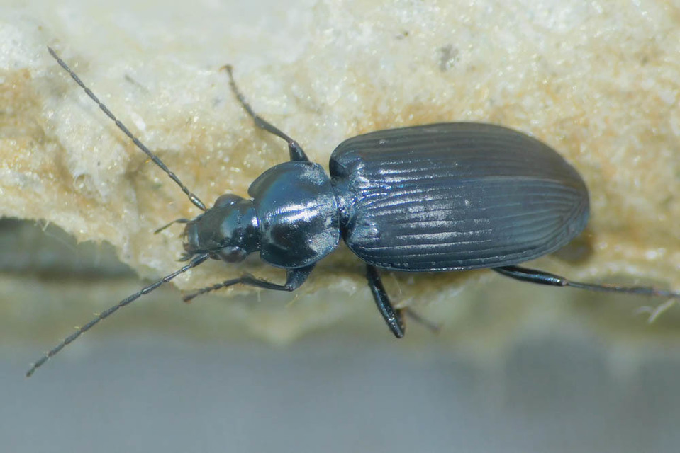 Agonum lugens - mocsári kisfutó Agonum lugens - mocsári kisfutó