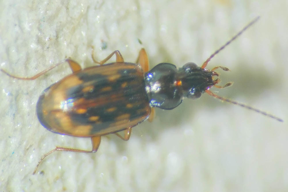 Bembidion fumigatum - csíkos gyorsfutó