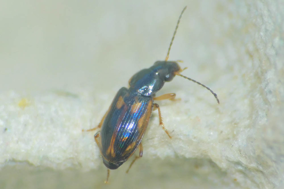 Acupalpus maculatus - vállfoltos törpefutonc