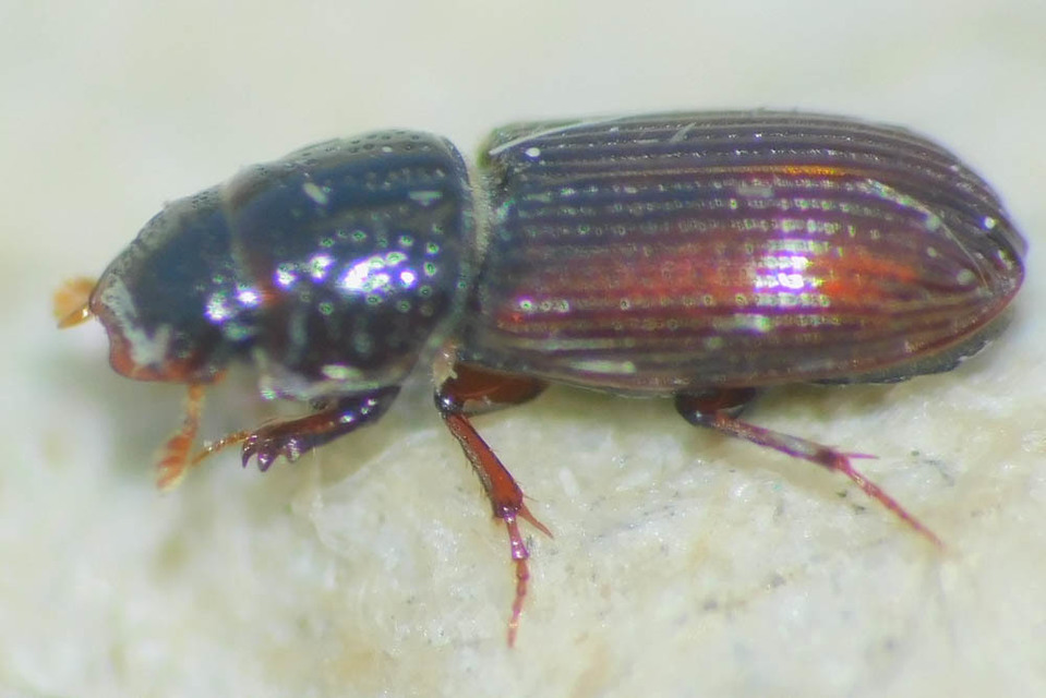 Pleurophorus caesus - hengeres trágyabogár