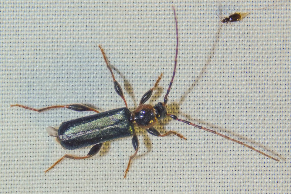 Phymatodes testaceus - változékony korongcincér