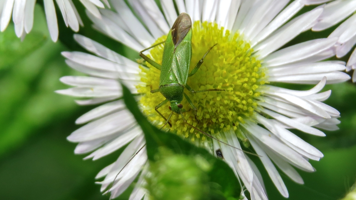 Calocoris affinis